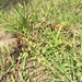 Lobelia irrigua 2