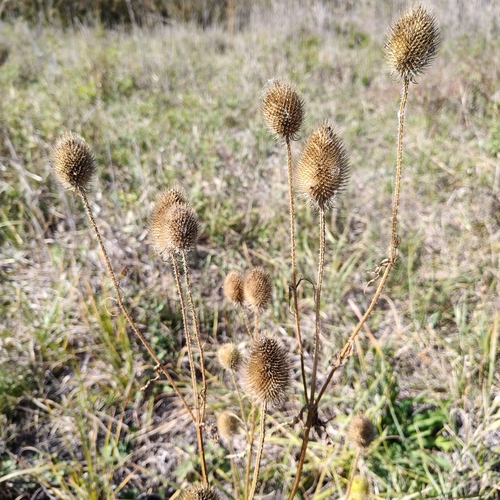 Dipsacus gmelinii (Dipsacus gmelinii)