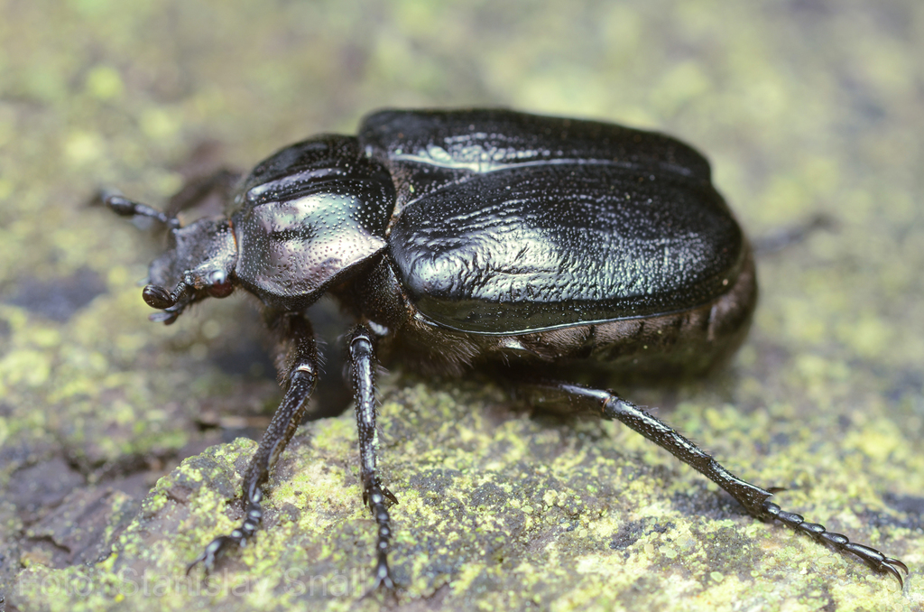 Hermit Beetle