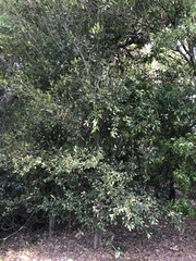 Aphananthe philippinensis