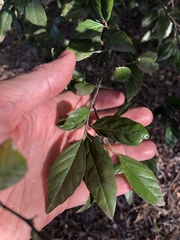 Aphananthe philippinensis