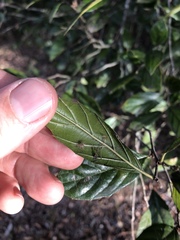 Aphananthe philippinensis