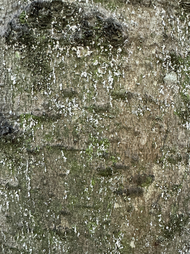 Beech Scale photo 4