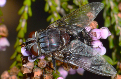 Rutilia bisetosa
