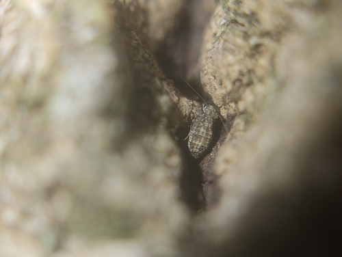 Cerobasis guestfalica, Noord-Brabant, NL, photo 4 of 10