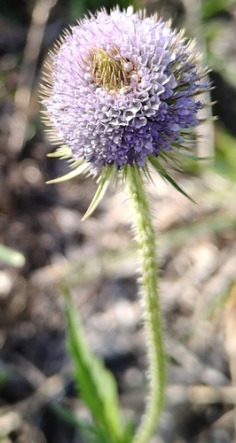 Dipsacus gmelinii (Dipsacus gmelinii)