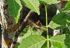 Schistocerca literosa