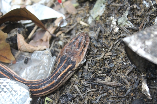 Photo of a Red-Black Striped Snake (Bothrophthalmus lineatus)