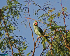 Psittacula eupatria
