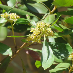 Tristaniopsis exiliflora