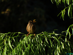 Acridotheres tristis