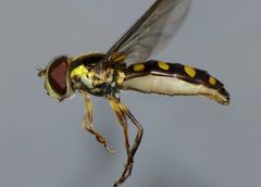 Allograpta ropala
