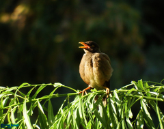 Acridotheres tristis