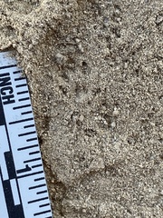 Perognathinae