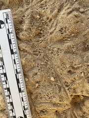 Perognathinae