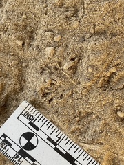 Perognathinae
