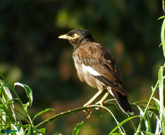 Acridotheres tristis