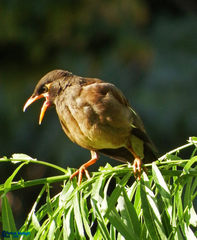 Acridotheres tristis