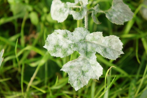 Erysiphe heraclei DC.