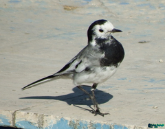 Motacilla alba