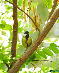 Parus major