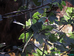 Psittacula eupatria