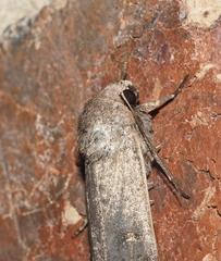 Proteuxoa hypochalchis