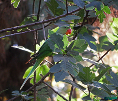 Psittacula eupatria