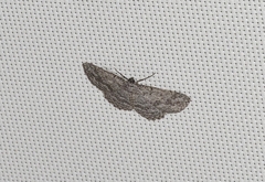Psilosticha absorpta