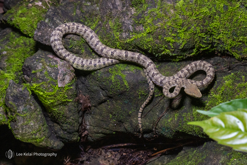 Trungkhanh Pitviper