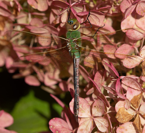 Common Green Darner