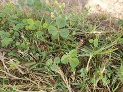 Melilotus indicus