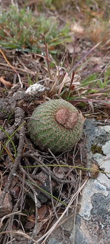Frailea pygmaea