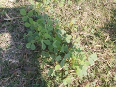 Melilotus indicus