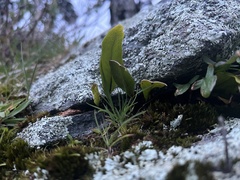 Polypodium marginale (Polypodium marginale)