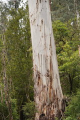 Eucalyptus cypellocarpa
