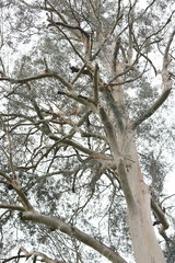 Eucalyptus cypellocarpa