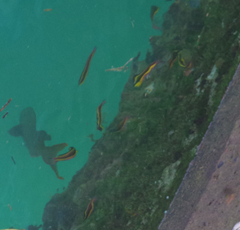 Cephalopholis colonus