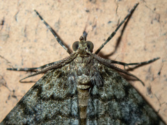 Pseudocoremia indistincta