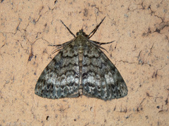 Pseudocoremia indistincta