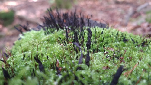 Geweihförmige Holzkeule