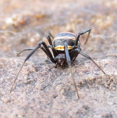 Latrodectus renivulvatus