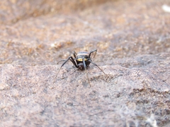 Latrodectus renivulvatus