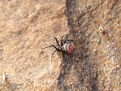 Latrodectus renivulvatus