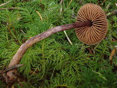 Cortinarius anthracinus