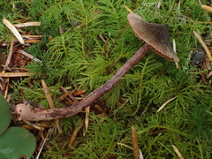 Cortinarius anthracinus