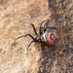Latrodectus renivulvatus