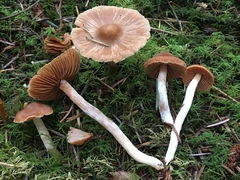 Cortinarius obtusus