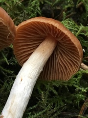 Cortinarius obtusus