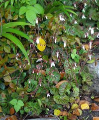 Saxifraga stolonifera